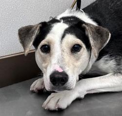 Shelter Stray Male Dog last seen , 4000 N Silverbell Rd, Tucson, AZ 85745, USA