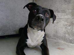 Shelter Stray Female Dog last seen Near BLOCK SW 5 PL, FORT LAUDERDALE FL 33312, 2400 SW 42nd St, Fort Lauderdale, FL 33312, USA