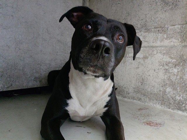 Shelter Stray Female Dog last seen Near BLOCK SW 5 PL, FORT LAUDERDALE FL 33312, 2400 SW 42nd St, Fort Lauderdale, FL 33312, USA