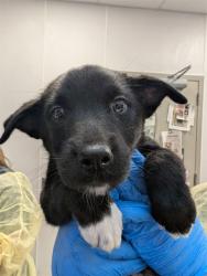 Shelter Stray Female Dog last seen , 4000 N Silverbell Rd, Tucson, AZ 85745, USA
