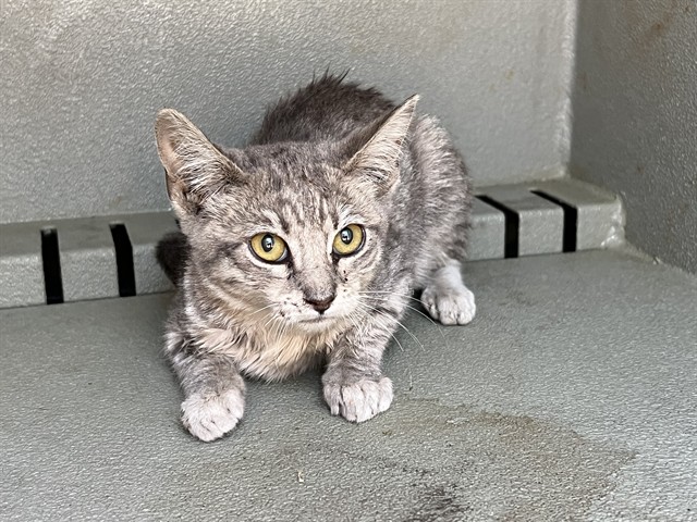 Shelter Stray Female Cat last seen , 4275 Elton St, Baldwin Park, CA 91706, USA