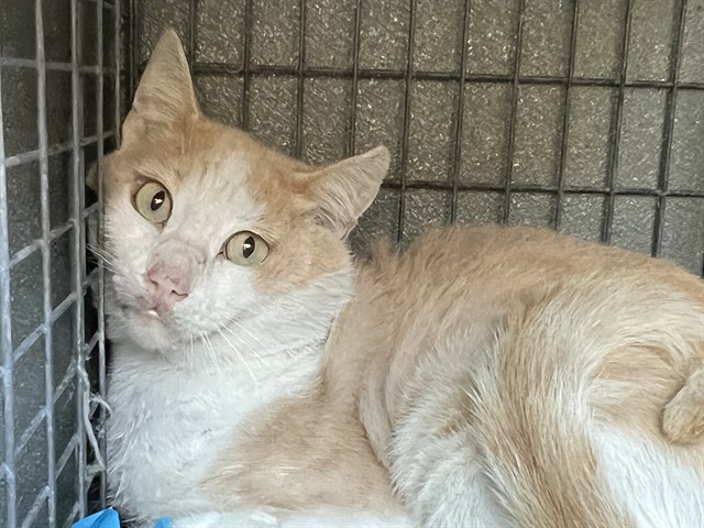 Shelter Stray Male Cat last seen , 4275 Elton St, Baldwin Park, CA 91706, USA