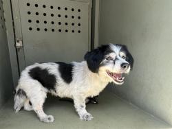 Shelter Stray Female Dog last seen , 4275 Elton St, Baldwin Park, CA 91706, USA