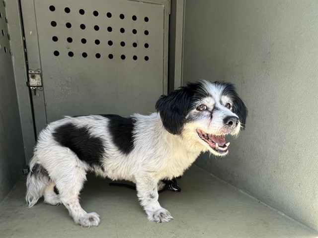 Shelter Stray Female Dog last seen , 4275 Elton St, Baldwin Park, CA 91706, USA