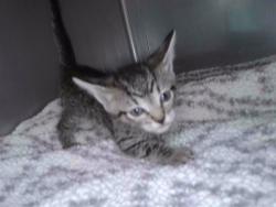 Shelter Stray Unknown Cat last seen , 4275 Elton St, Baldwin Park, CA 91706, USA