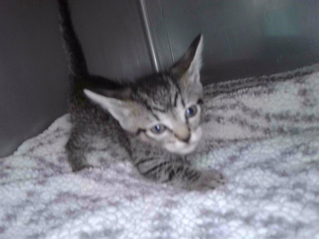 Shelter Stray Unknown Cat last seen , 4275 Elton St, Baldwin Park, CA 91706, USA