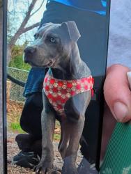Lost Female Dog last seen Wilshire and i35 service road, Oklahoma City, OK 73131
