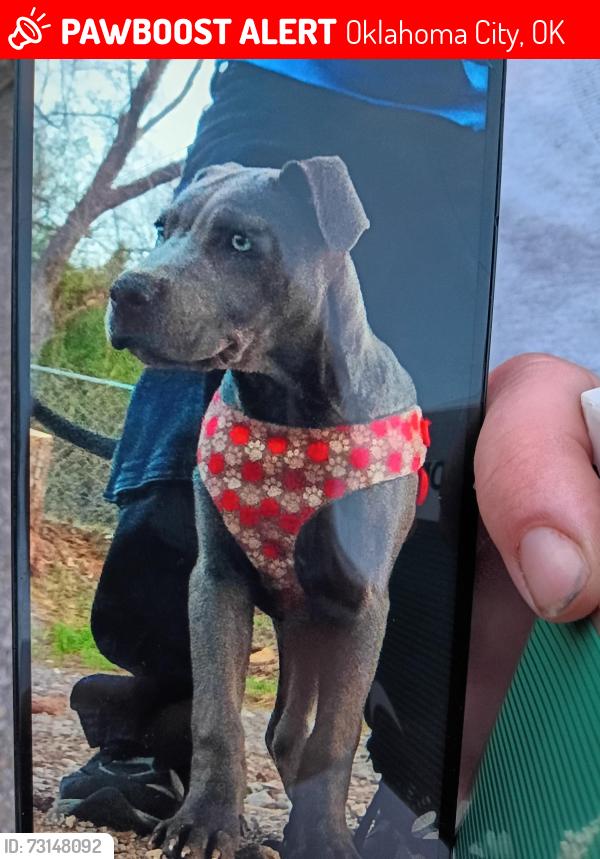 Lost Female Dog last seen Wilshire and i35 service road, Oklahoma City, OK 73131