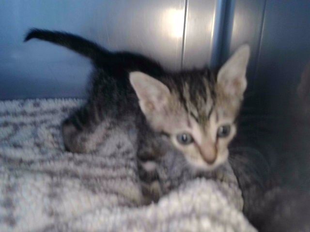Shelter Stray Unknown Cat last seen , 4275 Elton St, Baldwin Park, CA 91706, USA
