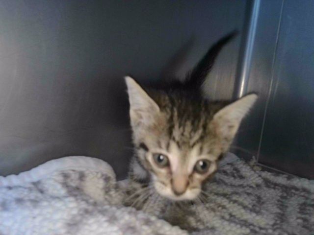 Shelter Stray Unknown Cat last seen , 4275 Elton St, Baldwin Park, CA 91706, USA