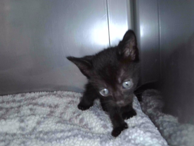 Shelter Stray Unknown Cat last seen , 4275 Elton St, Baldwin Park, CA 91706, USA