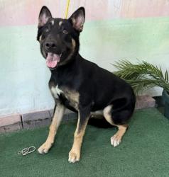 Shelter Stray Female Dog last seen , 4275 Elton St, Baldwin Park, CA 91706, USA