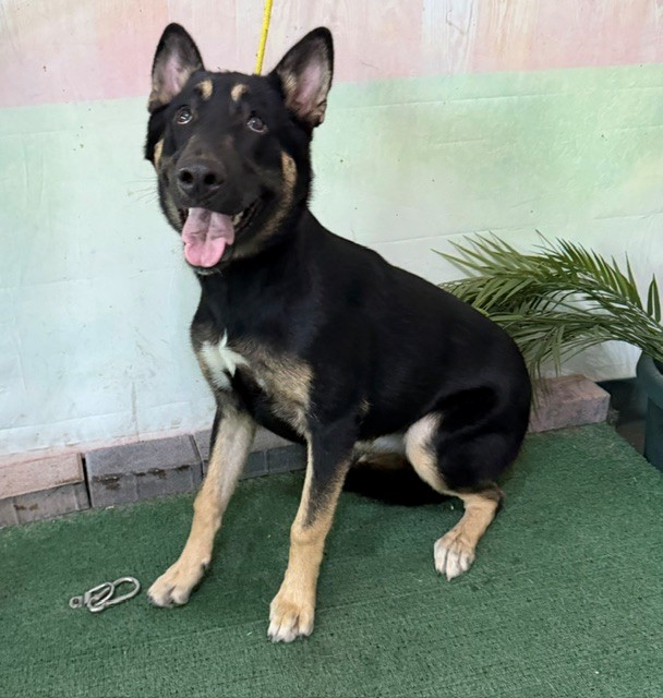 Shelter Stray Female Dog last seen , 4275 Elton St, Baldwin Park, CA 91706, USA