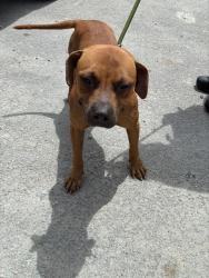 Shelter Stray Female Dog last seen Near BLOCK SW 133RD CT,, 3599 NW 79th Ave, Doral, FL 33122, USA
