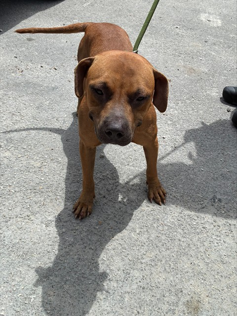 Shelter Stray Female Dog last seen Near BLOCK SW 133RD CT,, 3599 NW 79th Ave, Doral, FL 33122, USA