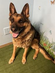 Shelter Stray Male Dog last seen , 38550 Sierra Hwy, Palmdale, CA 93550, USA
