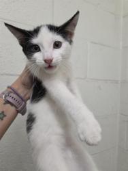 Shelter Stray Female Cat last seen FOXBORO AVE & SUNBURST LANE, 130 Beyer Way, Chula Vista, CA 91911, USA