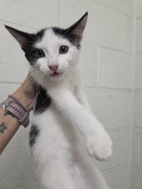 Shelter Stray Female Cat last seen FOXBORO AVE & SUNBURST LANE, 130 Beyer Way, Chula Vista, CA 91911, USA