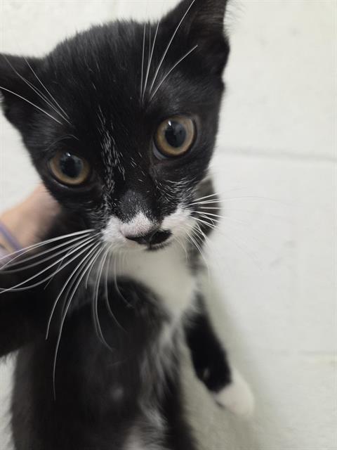 Shelter Stray Female Cat last seen FOXBORO AVE & SUNBURST LANE, 130 Beyer Way, Chula Vista, CA 91911, USA