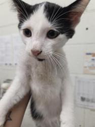 Shelter Stray Male Cat last seen FOXBORO AVE & SUNBURST LANE, 130 Beyer Way, Chula Vista, CA 91911, USA