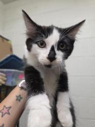 Shelter Stray Male Cat last seen FOXBORO AVE & SUNBURST LANE, 130 Beyer Way, Chula Vista, CA 91911, USA