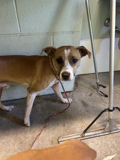 Shelter Stray Male Dog last seen WINTERS ST & ROSEVILLE RD, 2127 Front St, Sacramento, CA 95818, USA