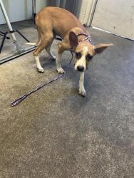 Shelter Stray Male Dog last seen WINTERS ST & ROSEVILLE RD, 2127 Front St, Sacramento, CA 95818, USA