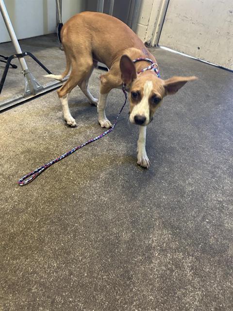 Shelter Stray Male Dog last seen WINTERS ST & ROSEVILLE RD, 2127 Front St, Sacramento, CA 95818, USA