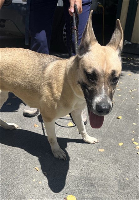 Shelter Stray Female Dog last seen EL CAMINO AVE & DEL PASO BLVD, 2127 Front St, Sacramento, CA 95818, USA