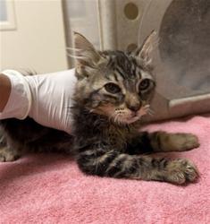 Shelter Stray Female Cat last seen Near BLOCK LIMESTONE DR, RIVERSIDE, CA, 6851 Van Buren Boulevard, Jurupa Valley, CA 92509, USA