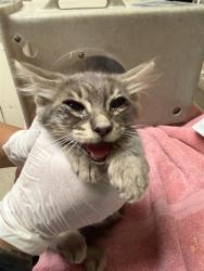 Shelter Stray Male Cat last seen Near BLOCK LIMESTONE DR, RIVERSIDE, CA, 6851 Van Buren Boulevard, Jurupa Valley, CA 92509, USA