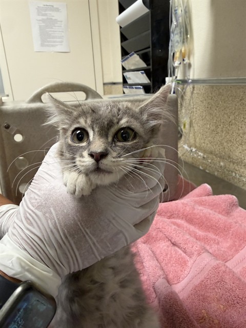 Shelter Stray Female Cat last seen Near BLOCK LIMESTONE DR, RIVERSIDE, CA, 6851 Van Buren Boulevard, Jurupa Valley, CA 92509, USA
