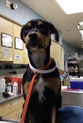 Shelter Stray Female Dog last seen ALIFORNIA AVE & JEFFERSON ST, 6851 Van Buren Boulevard, Jurupa Valley, CA 92509, USA