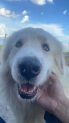 Reunited Male Dog last seen Indian creek, San Antonio, TX 78242