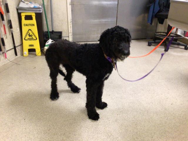 Shelter Stray Female Dog last seen CAMPUS PKWY/ CORPORATE CENTER PL, RIVERSIDE CA, 6851 Van Buren Boulevard, Jurupa Valley, CA 92509, USA