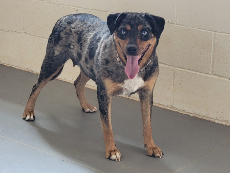 Shelter Stray Female Dog last seen LA JOYA RD NM 50 GLORIETA NM 87535, 100 Caja Del Rio Rd, Santa Fe, NM 87507, USA