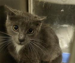 Shelter Stray Unknown Cat last seen , 11361 W Pico Blvd, Los Angeles, CA 90064, USA