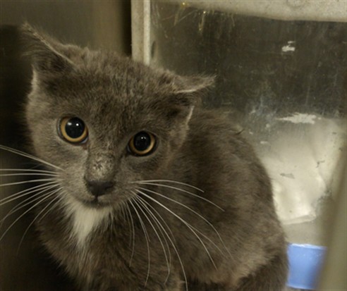 Shelter Stray Unknown Cat last seen , 11361 W Pico Blvd, Los Angeles, CA 90064, USA