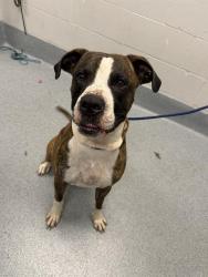 Shelter Stray Male Dog last seen Near, 2600 S Harding St, Indianapolis, IN 46221, USA