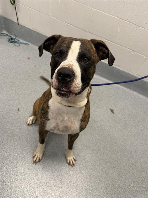 Shelter Stray Male Dog last seen Near, 2600 S Harding St, Indianapolis, IN 46221, USA