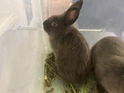 Shelter Stray Female Other last seen , 1850 W 60th St, Los Angeles, CA 90047, USA