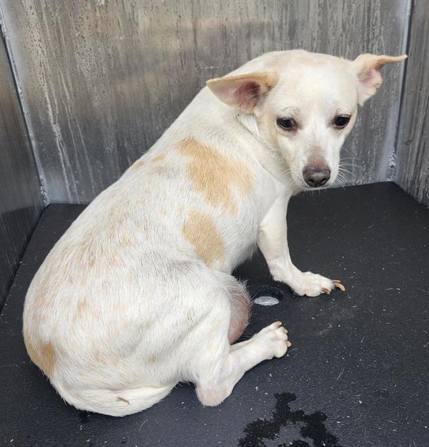 Shelter Stray Female Dog last seen Near BLOCK W LUBBOCK ST, 4710 TX-151, San Antonio, TX 78227, USA
