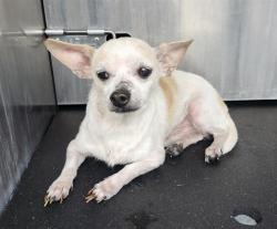 Shelter Stray Male Dog last seen Near BLOCK W LUBBOCK ST, 4710 TX-151, San Antonio, TX 78227, USA