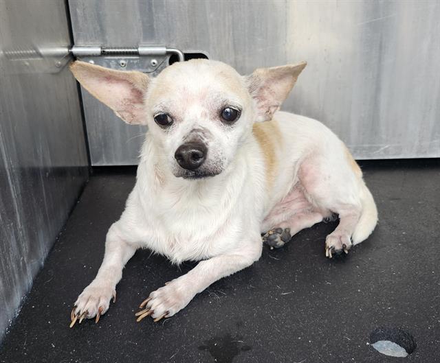Shelter Stray Male Dog last seen Near BLOCK W LUBBOCK ST, 4710 TX-151, San Antonio, TX 78227, USA