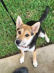 Shelter Stray Female Dog last seen Near BLOCK WHITNEY CIRCLE, 4710 TX-151, San Antonio, TX 78227, USA