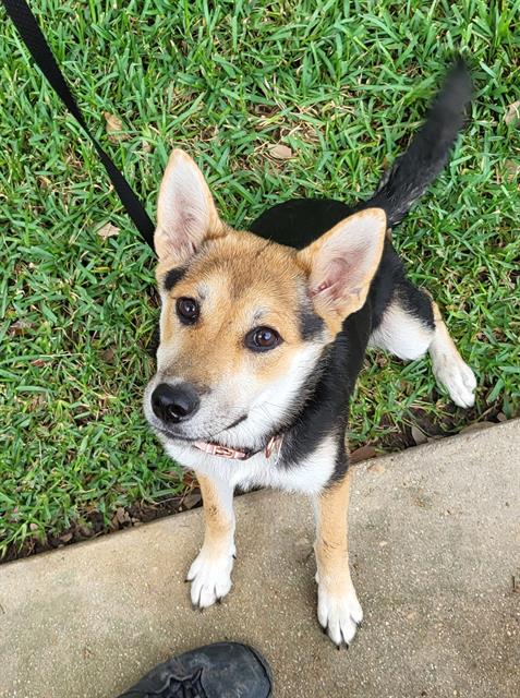 Shelter Stray Female Dog last seen Near BLOCK WHITNEY CIRCLE, 4710 TX-151, San Antonio, TX 78227, USA