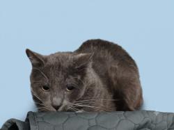 Shelter Stray Male Cat last seen , 1850 W 60th St, Los Angeles, CA 90047, USA