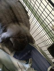 Shelter Stray Female Other last seen , 1850 W 60th St, Los Angeles, CA 90047, USA