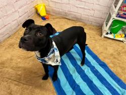 Shelter Stray Male Dog last seen Near BLOCK TULLER ST, DETROIT, MI 48234, 7401 Chrysler Dr, Detroit, MI 48211, USA