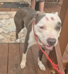 Shelter Stray Male Dog last seen Near BLOCK ROBSON ST, DETROIT, MI 48227, 7401 Chrysler Dr, Detroit, MI 48211, USA